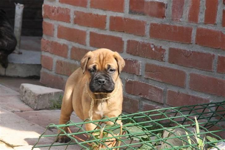 Bullmastiff Hot like Chili - Chili 6 uger...  billede 6