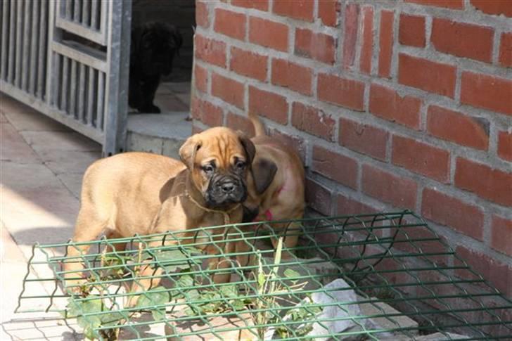 Bullmastiff Hot like Chili - Chili 6 uger...  billede 7
