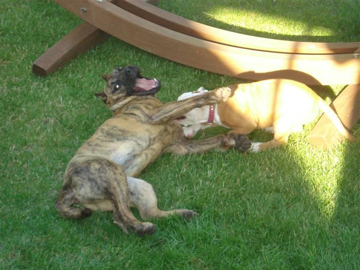 Dogo canario dg´s brecka (cali) billede 8