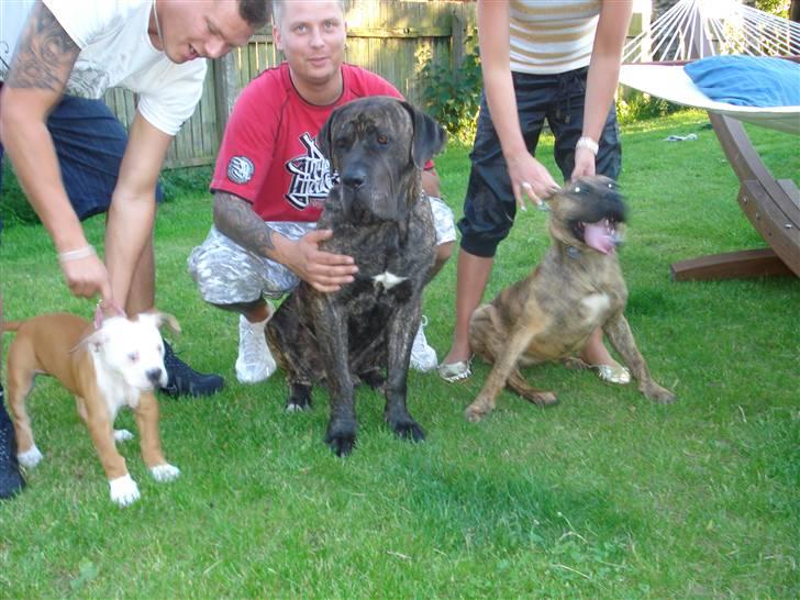 Dogo canario dg´s brecka (cali) billede 9