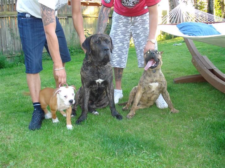 Dogo canario dg´s brecka (cali) billede 10