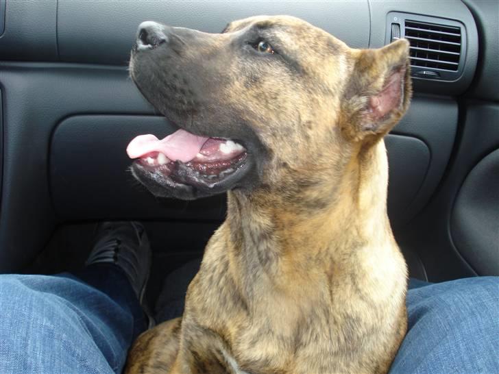 Dogo canario dg´s brecka (cali) billede 11