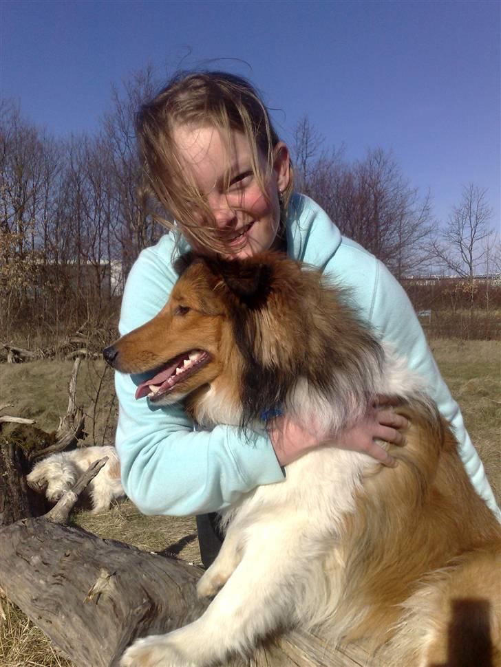 Shetland sheepdog Jack billede 11