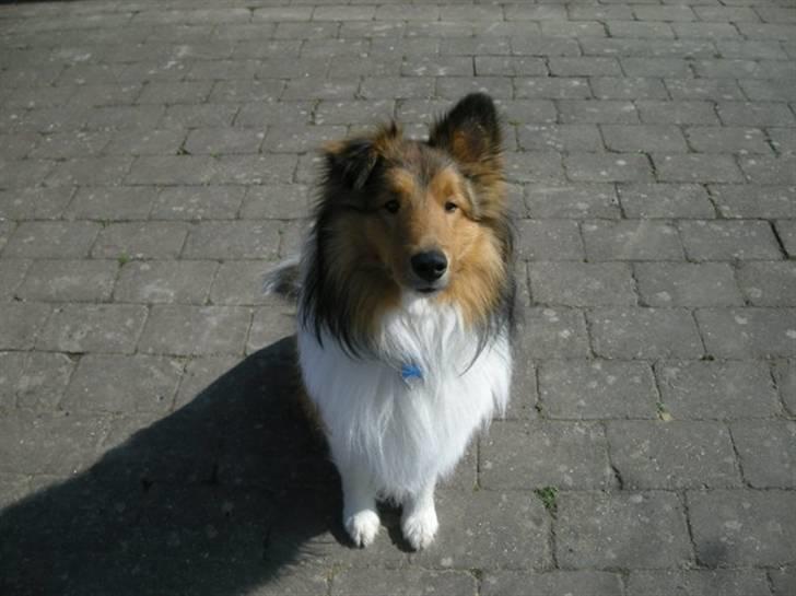 Shetland sheepdog Jack - læg godt mærke til hans flapøre:) billede 12