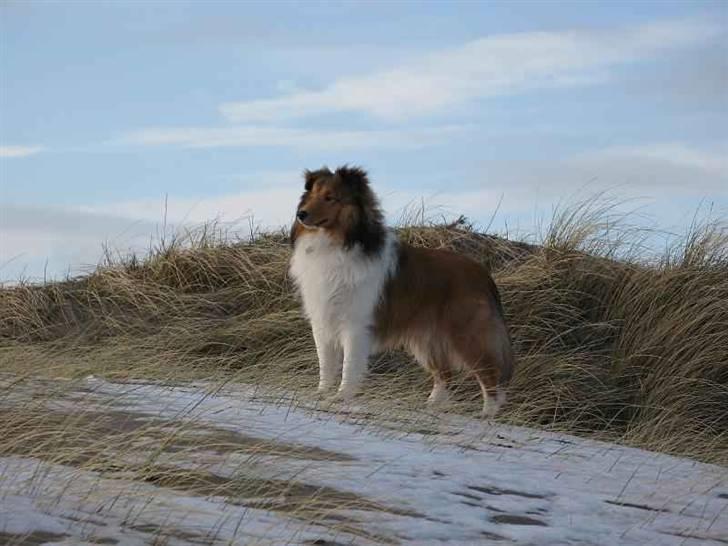 Shetland sheepdog Jack billede 13