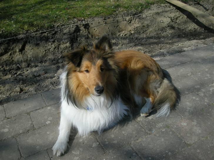 Shetland sheepdog Jack billede 14