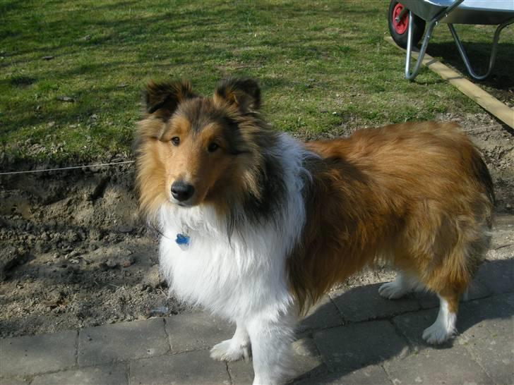 Shetland sheepdog Jack billede 15