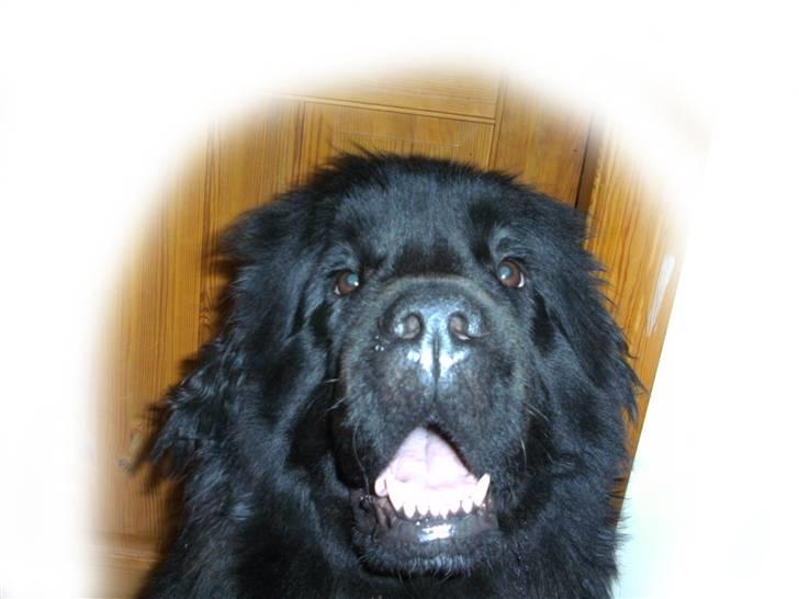 Newfoundlænder Luna - Lidt lækker er man vel altid!!! billede 10