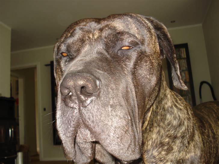 Dogo canario sofus R.I.P billede 13