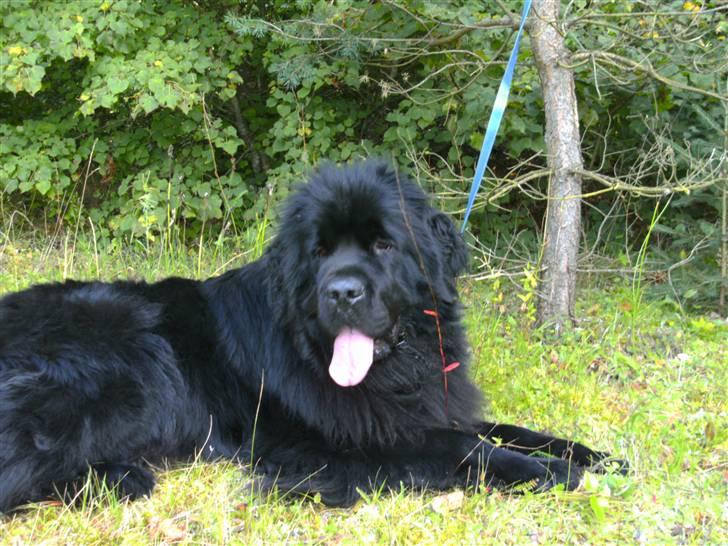 Newfoundlænder Luna - Dejligt med en slapper billede 11