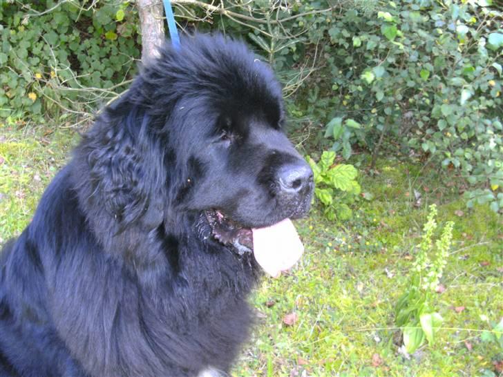 Newfoundlænder Luna - Elsker at være i skoven billede 12