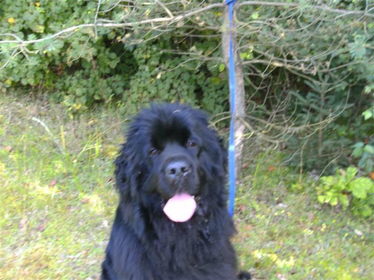 Newfoundlænder Luna - Pu ha her er varmt !!!! billede 13