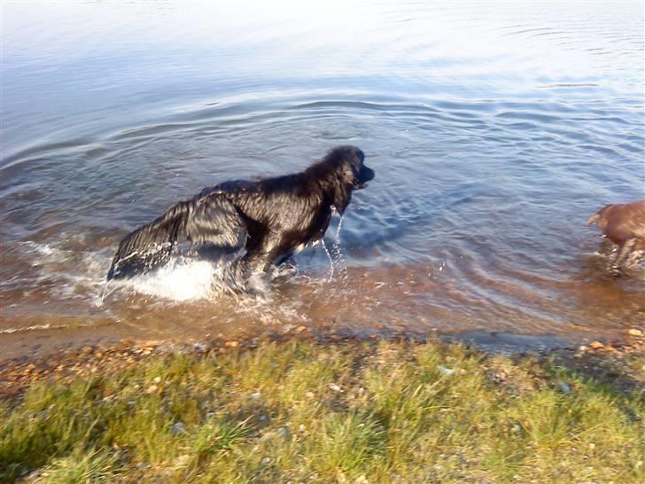 Newfoundlænder Luna - Er jeg ikke bare go til at svømme billede 14
