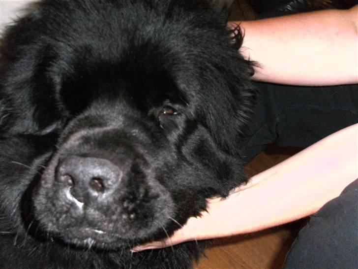 Newfoundlænder Luna - Elsker når min mor klør mig billede 15