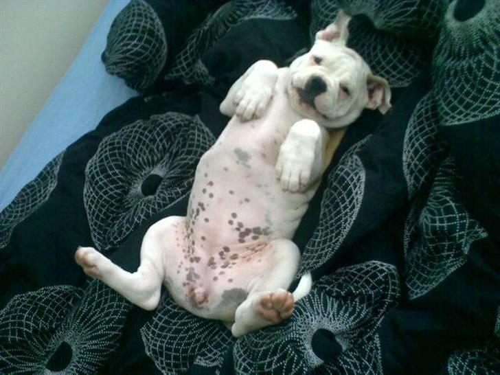 Olde english bulldogge Kecia (R.I.P.) billede 2