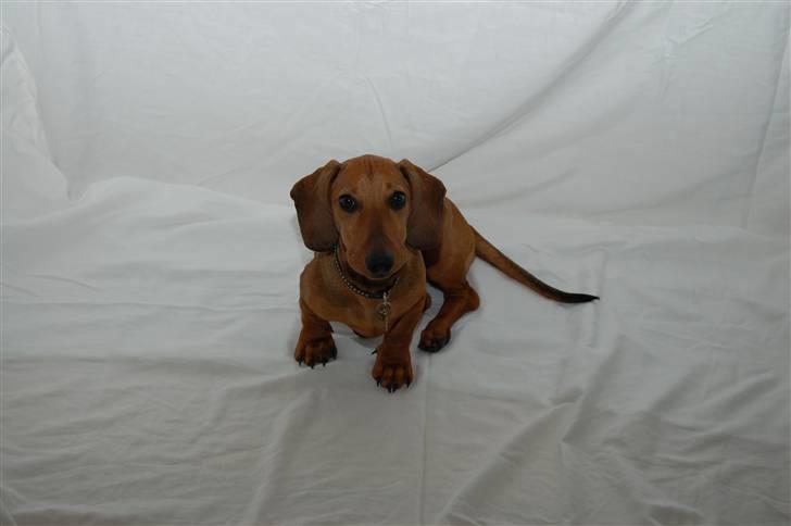 Gravhund Holstegårds Günter billede 8