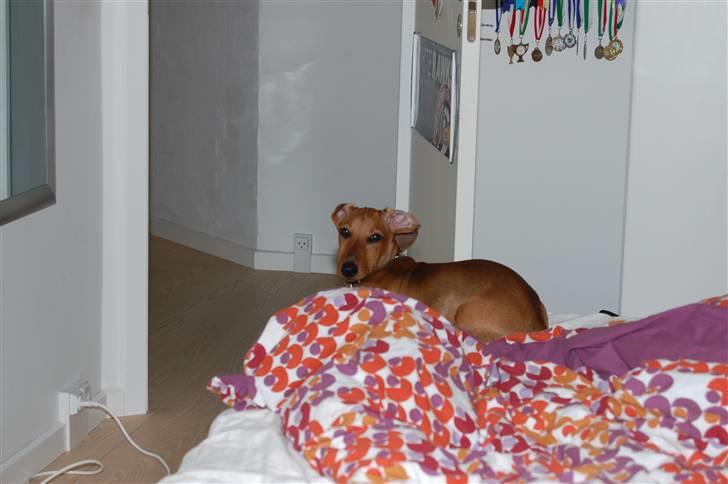 Gravhund Holstegårds Günter billede 9