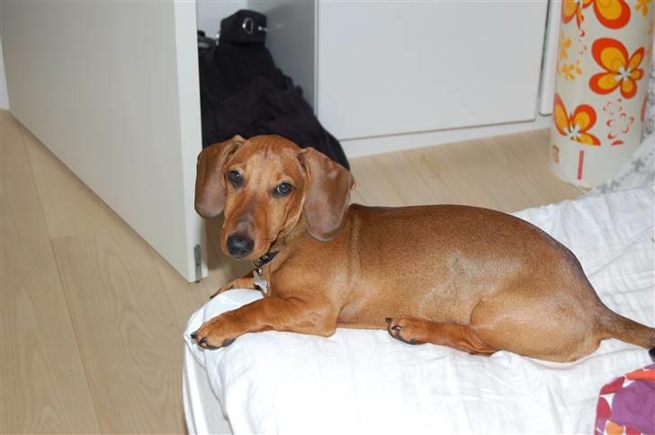 Gravhund Holstegårds Günter billede 10