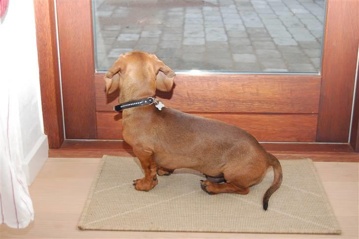 Gravhund Holstegårds Günter billede 11