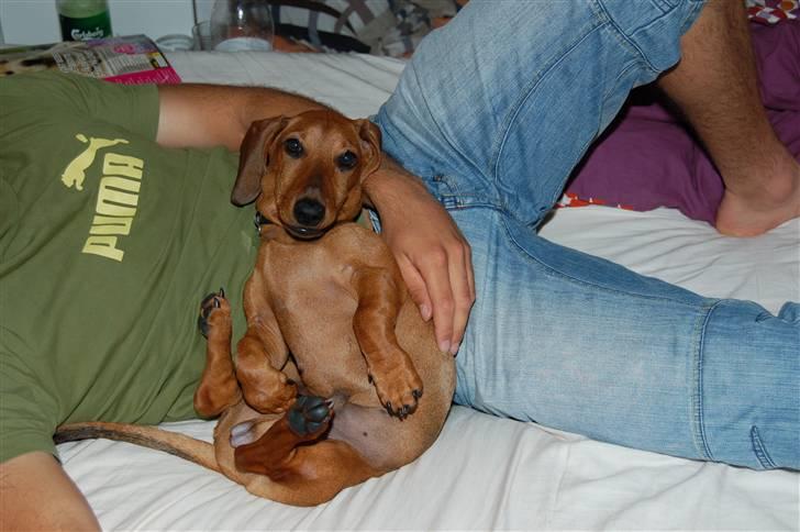 Gravhund Holstegårds Günter billede 12