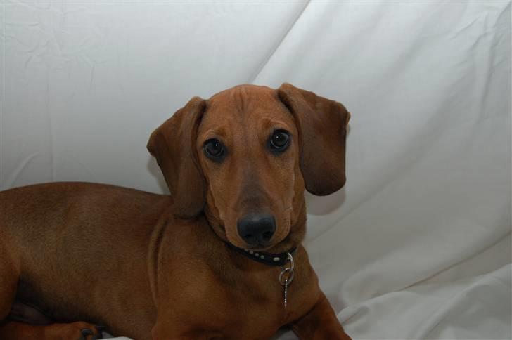 Gravhund Holstegårds Günter billede 13