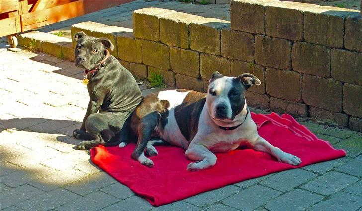 Staffordshire bull terrier Ragna/ Wannabe Ch. Bello billede 4