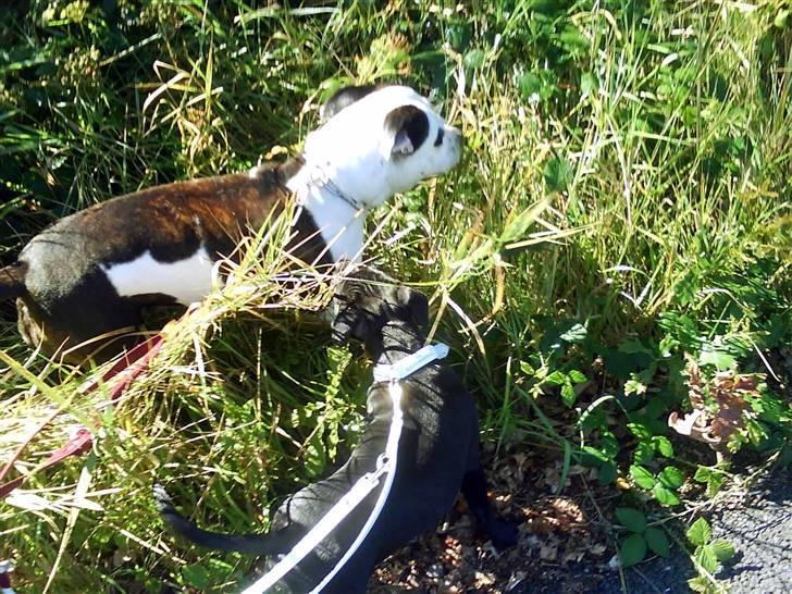 Staffordshire bull terrier Ragna/ Wannabe Ch. Bello billede 5