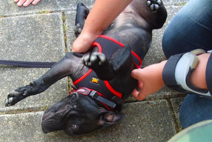 Staffordshire bull terrier Ragna/ Wannabe Ch. Bello billede 6