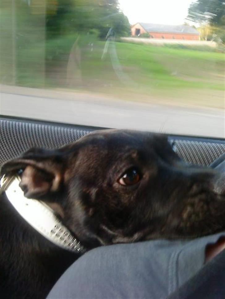 Staffordshire bull terrier Ragna/ Wannabe Ch. Bello billede 7