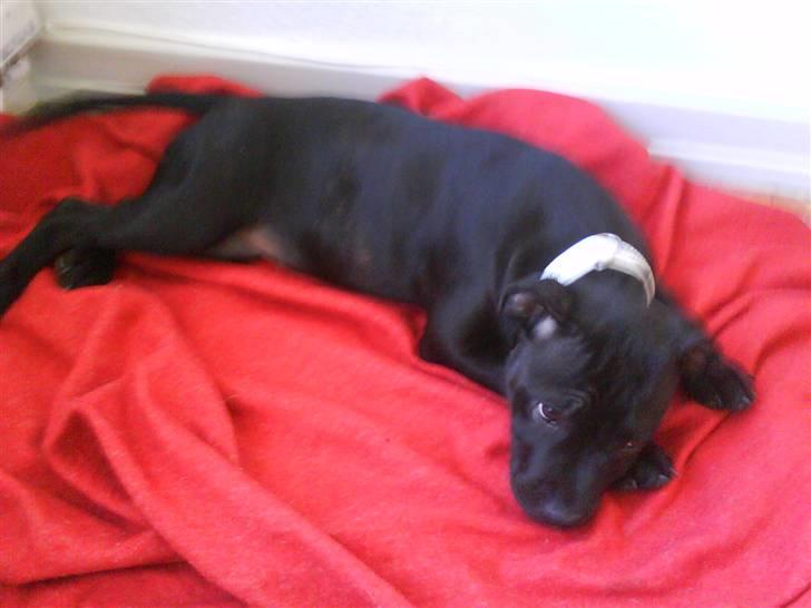 Staffordshire bull terrier Ragna/ Wannabe Ch. Bello billede 8