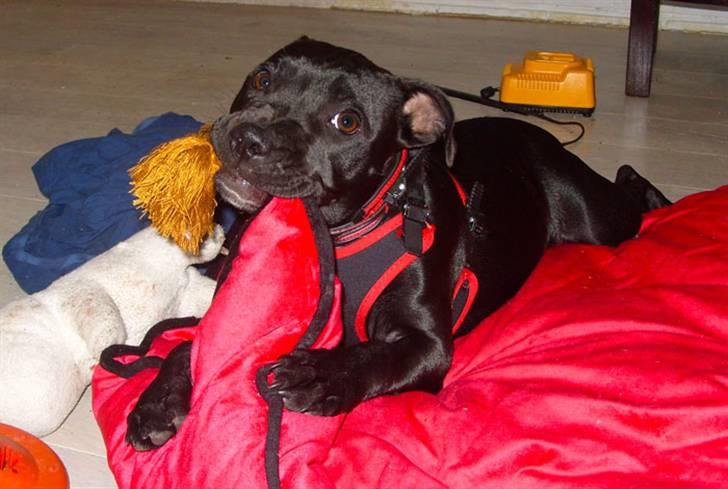 Staffordshire bull terrier Ragna/ Wannabe Ch. Bello billede 9