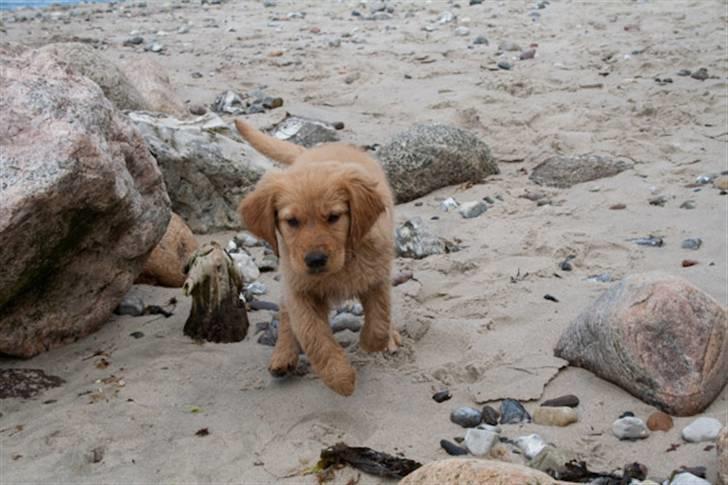 Golden retriever Soey - Soeys første strand tur! 9 uger og 4 dage. billede 12