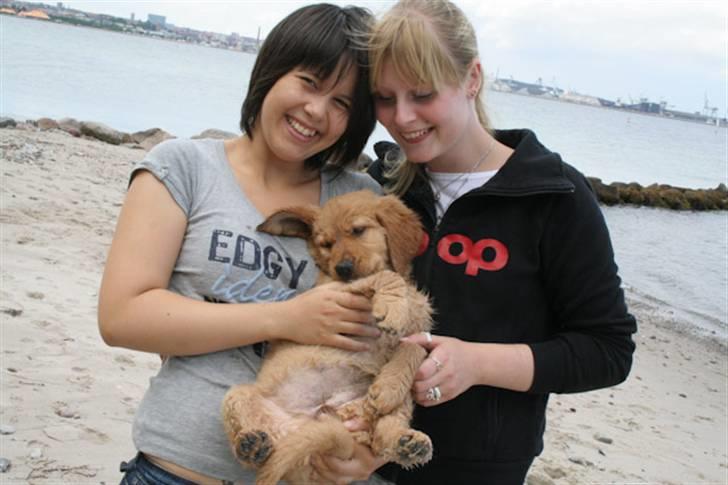 Golden retriever Soey - Soeys første strand tur! Mig og min kusine "tante Tasja"  9 uger og 4 dage. billede 14