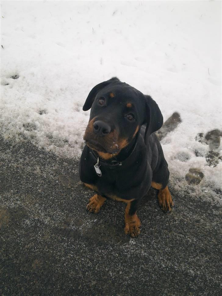 Rottweiler dakota billede 1