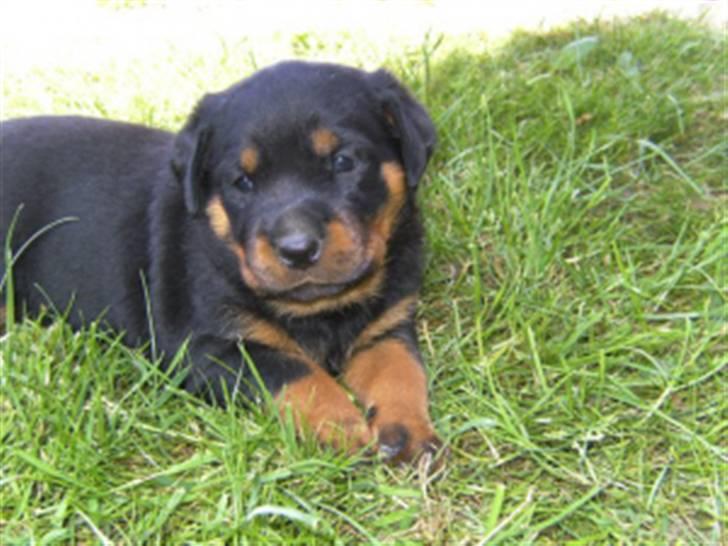 Rottweiler dakota billede 2