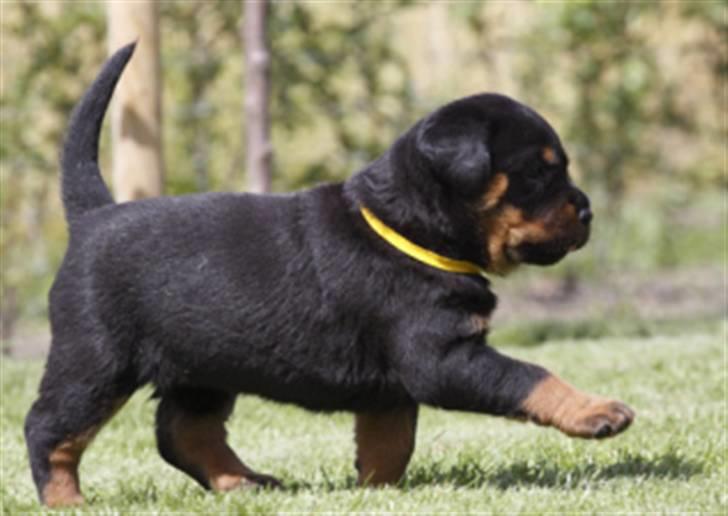 Rottweiler dakota billede 3