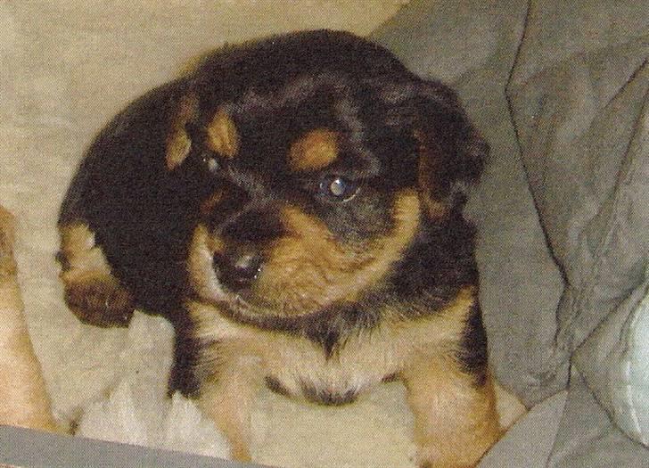 Blanding af racer Coco - Lille Baby Coco billede 6