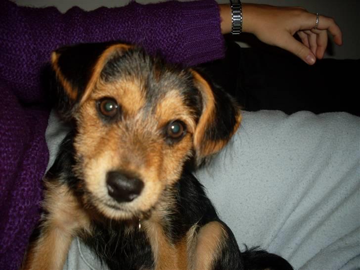 Blanding af racer Coco - "Hvad laver du mor??" billede 7