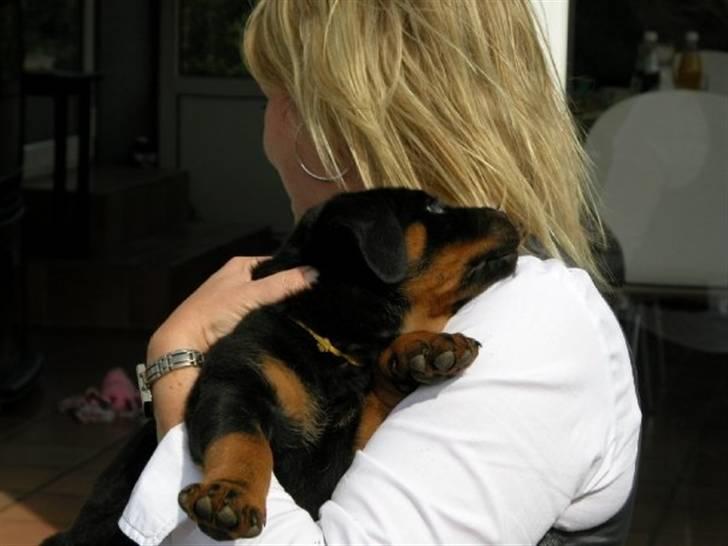 Rottweiler dakota billede 4