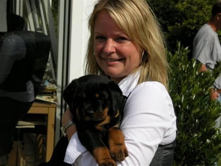 Rottweiler dakota billede 5