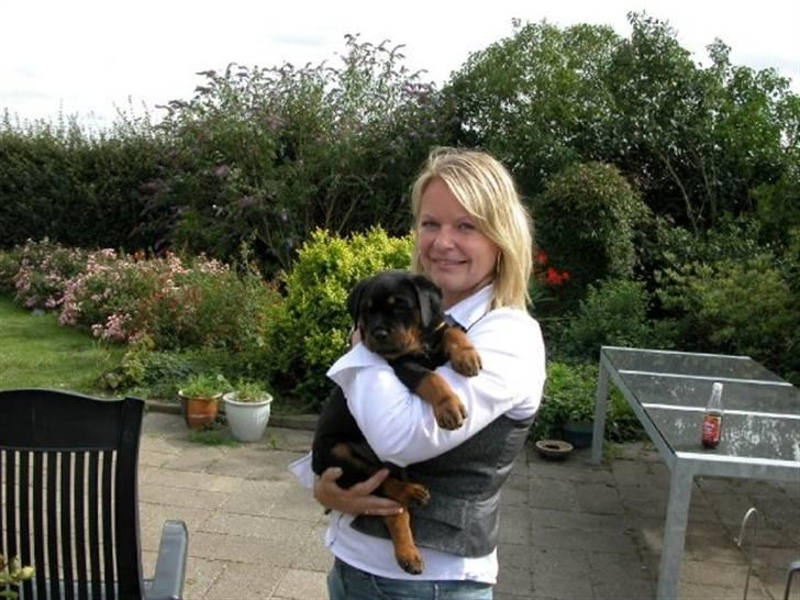 Rottweiler dakota billede 6