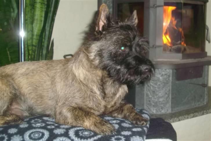 Cairn terrier Tyson - Her er min plads, jeg har et godt overblik her ;o) Og skønt med lidt varme...... billede 14