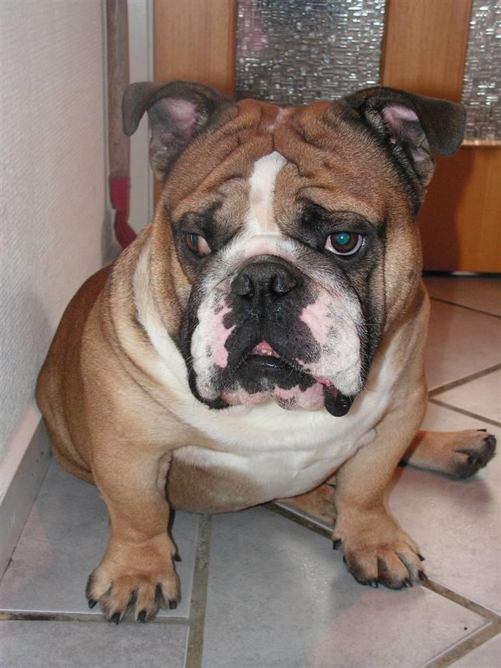 Engelsk bulldog gumse billede 1