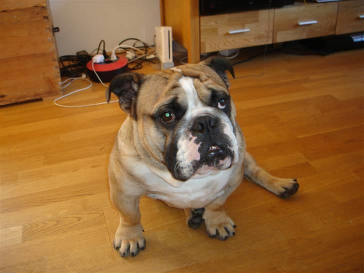 Engelsk bulldog gumse billede 4