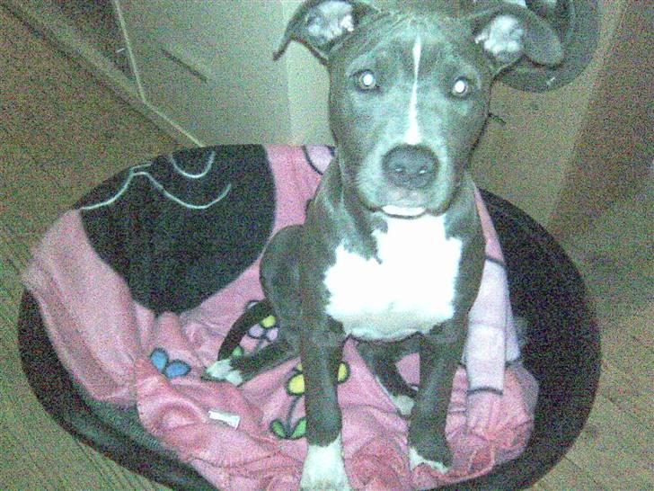 Blanding af racer Cassie <3        R.I.P.  billede 1