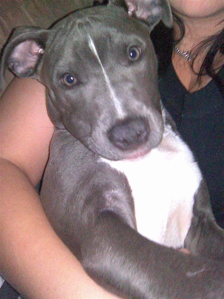 Blanding af racer Cassie <3        R.I.P.  - Hygger sammen med min moar :) billede 2