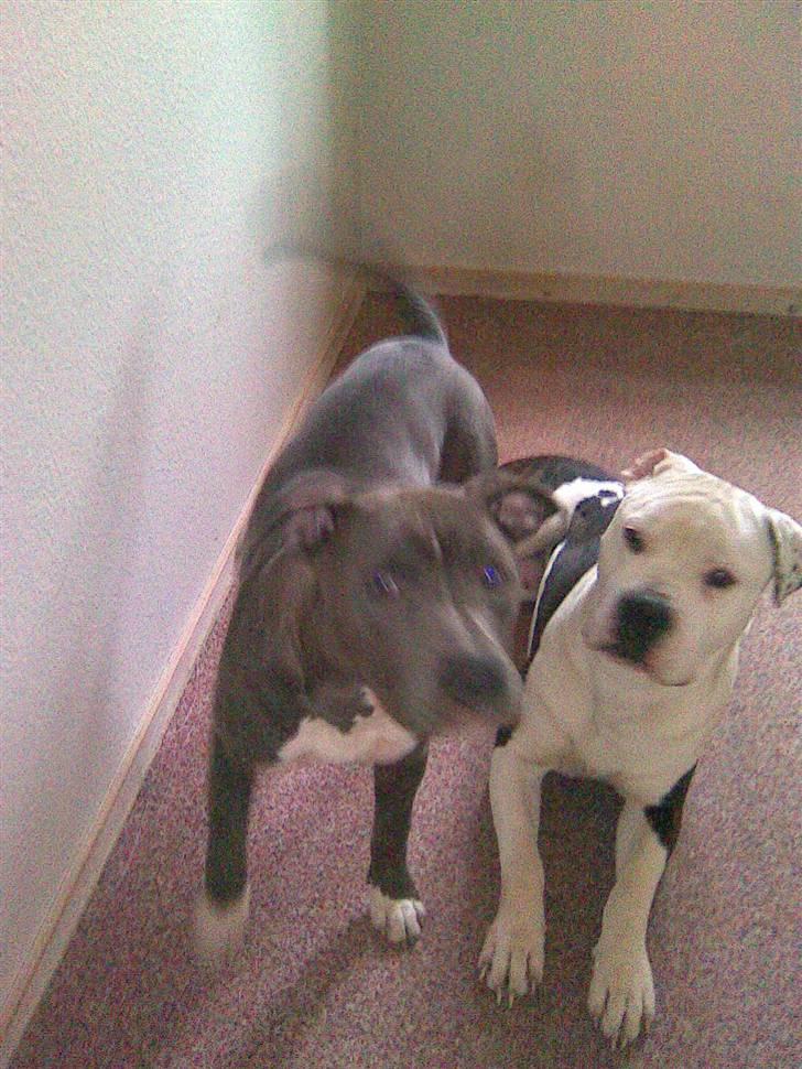 Blanding af racer Cassie <3        R.I.P.  - Hej Hej ;) billede 3