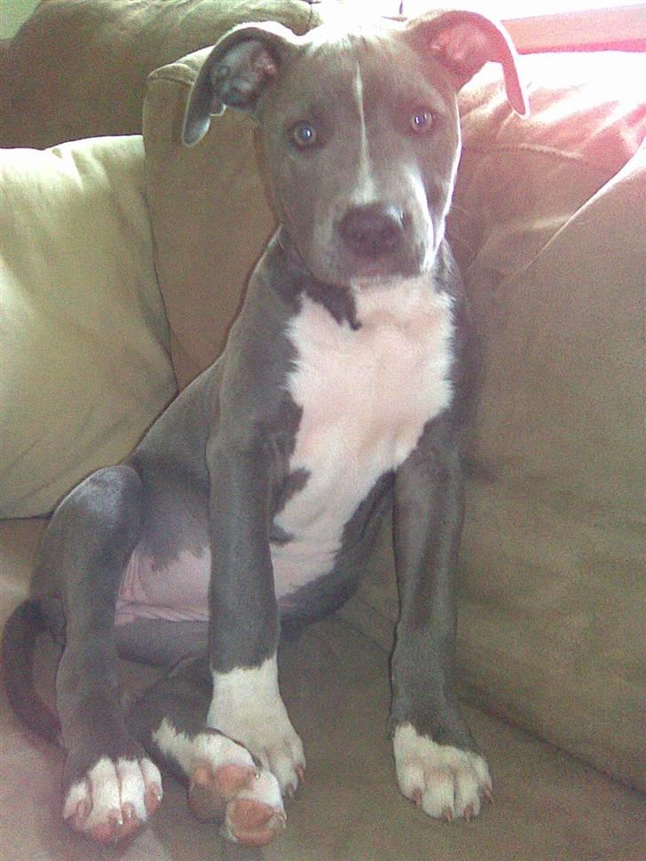 Blanding af racer Cassie <3        R.I.P.  billede 4