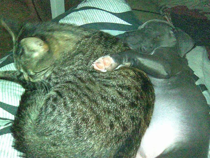 Blanding af racer Cassie <3        R.I.P.  - ....Katten Gucci er nu også rigtig dejlig og putte med ZZZzzzzZZZzzZZzzzz billede 5