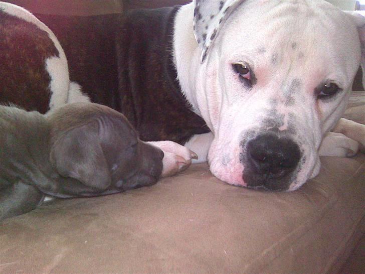 Blanding af racer Cassie <3        R.I.P.  billede 6